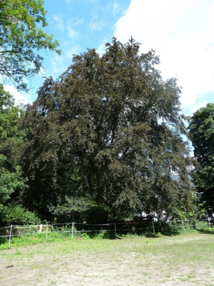 Bild 1 von Rotbuche am Schloß Marienloh